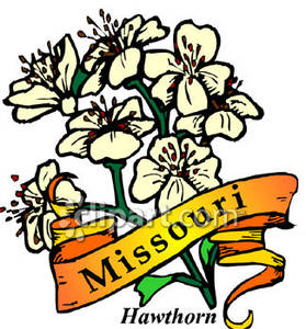 279x300 State Flower Of Missouri, The Hawthorn