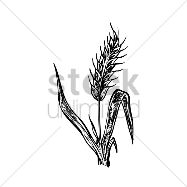 600x600 hay clipart wheat bunch, hay wheat bunch transparent free