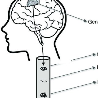 320x320 Maria Cristina Dechecchi's Research Works University Of Verona