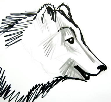 382x350 How To Draw A Head And Face Of A Bear