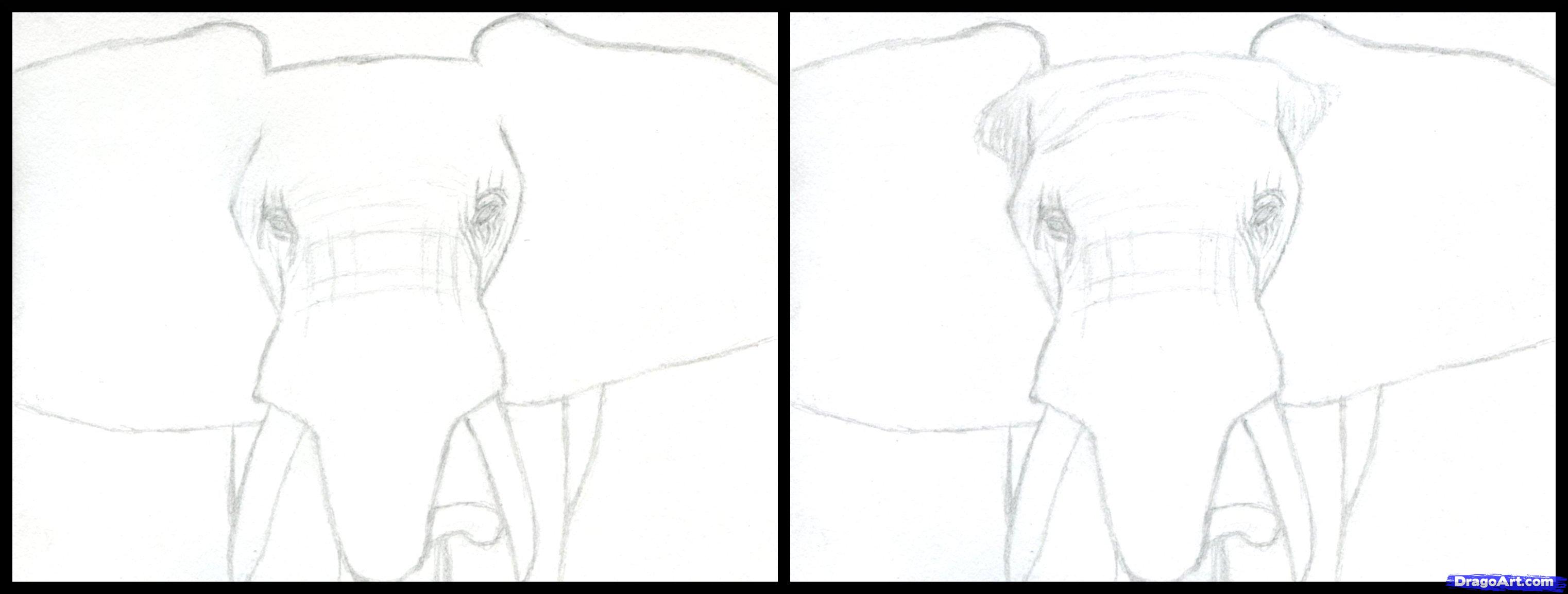 3044x1154 Draw An Elephant Head, African Elephant, Step