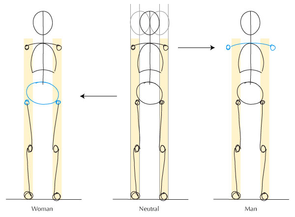 600x440 human anatomy fundamentals advanced body proportions