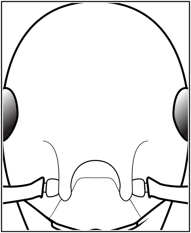 654x800 Head Shape Antkey