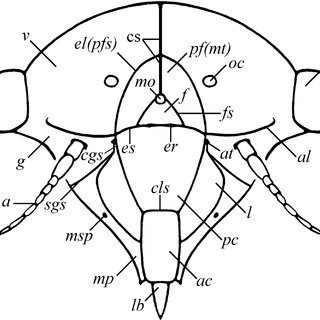 320x320 Auchenorrhyncha Head, Ground Plan, Scheme Download Scientific