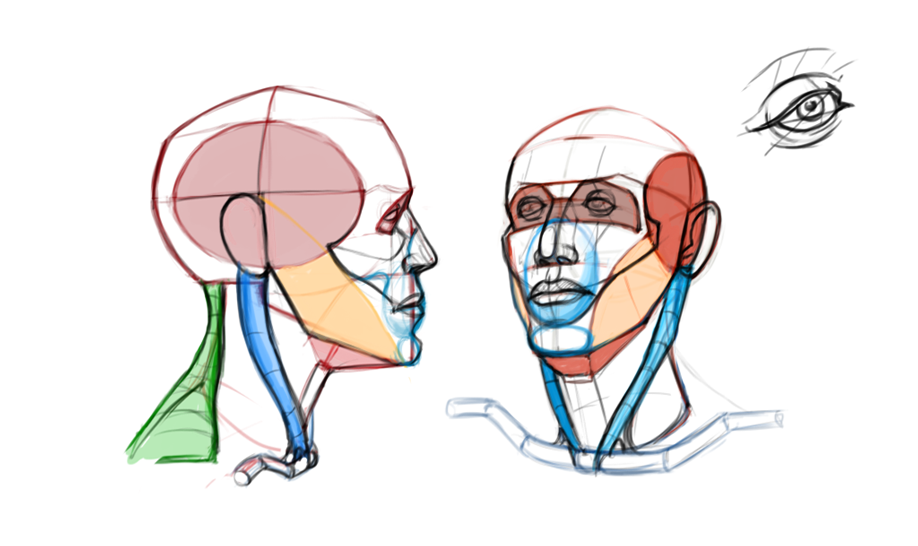 918x546 Head Drawing Study Reference Drawing Studies, Drawings, Sketches