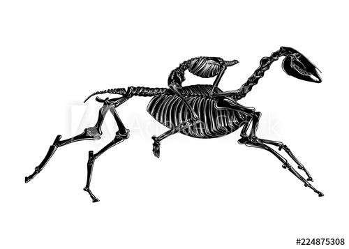 500x357 Vector Engraved Style Illustration For Posters, Decoration