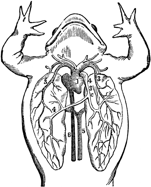 516x640 Frog Clipart Etc