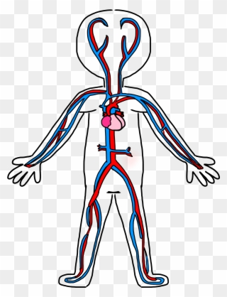 320x418 Heart Anatomy Clipart Clip Art Body And Blood