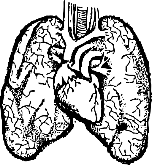 512x555 Heart And Lungs Clipart