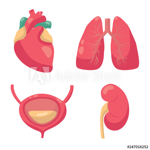 500x500 Internal Organs Vector Illustration Vector Drawing Of Heart