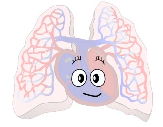 336x261 Looking Through The Heart Of Pulmonary Vascular Disease