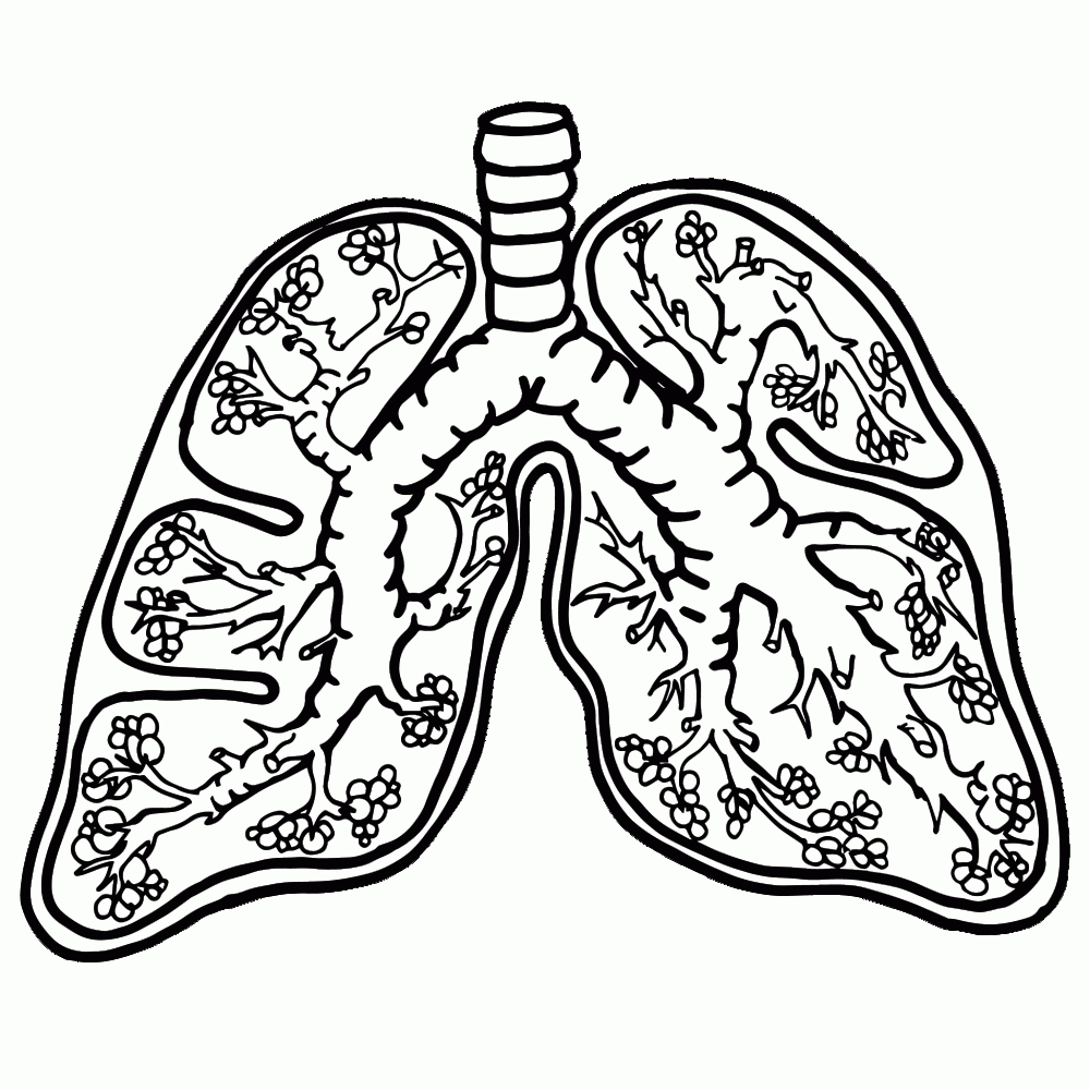 1000x1000 Lungs Drawing Free Download