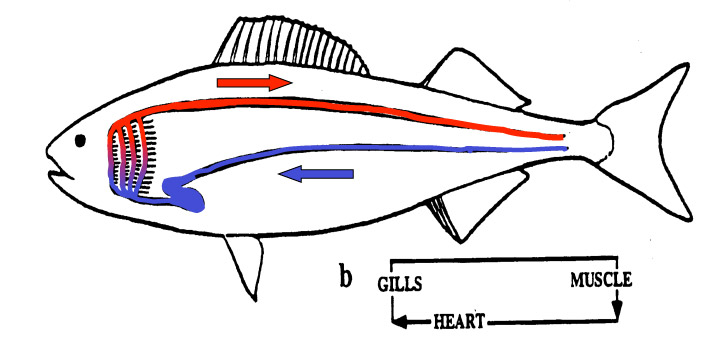 720x348 Evolution Of Fish Lungs