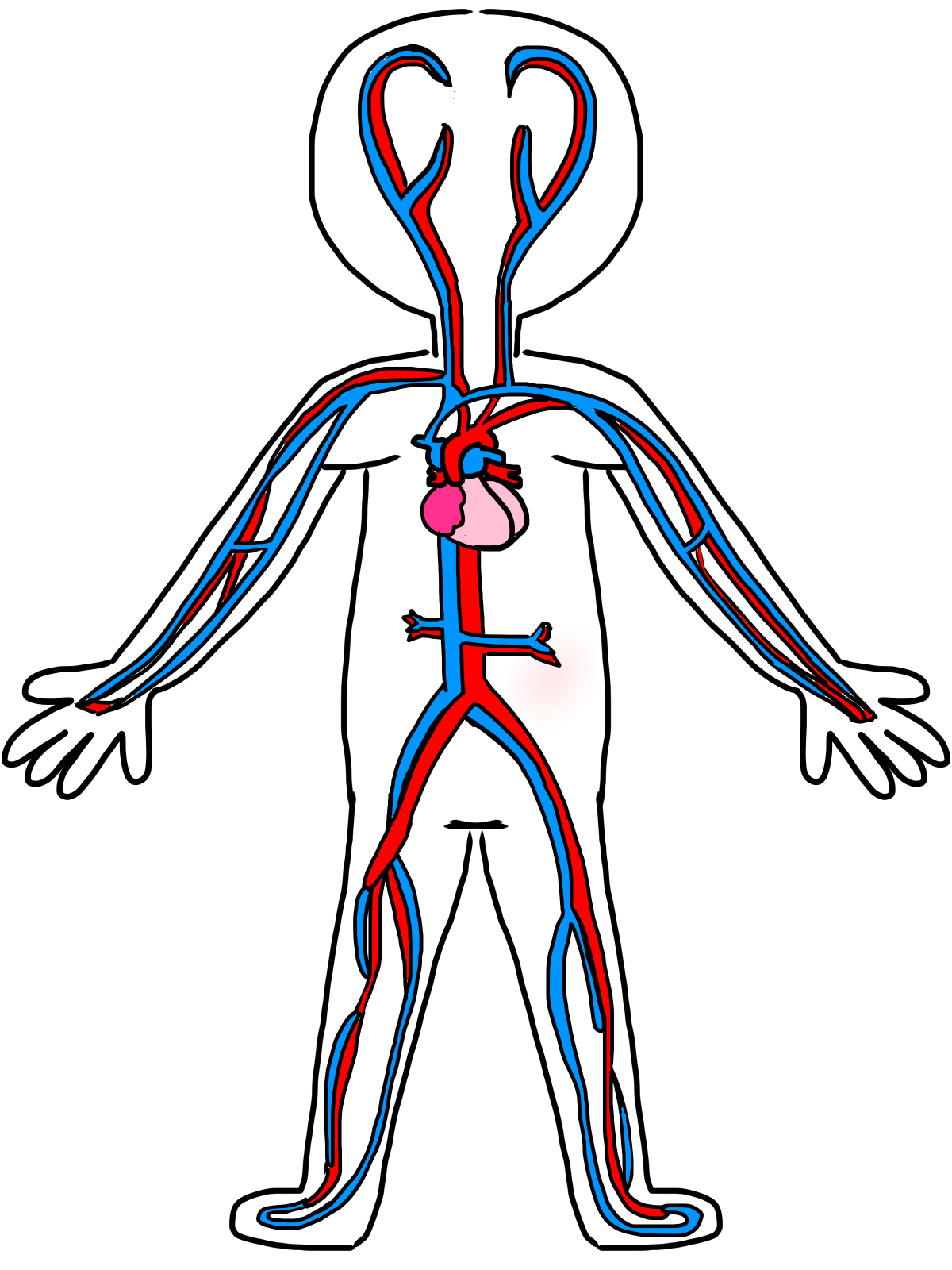 Heart Diagram Drawing