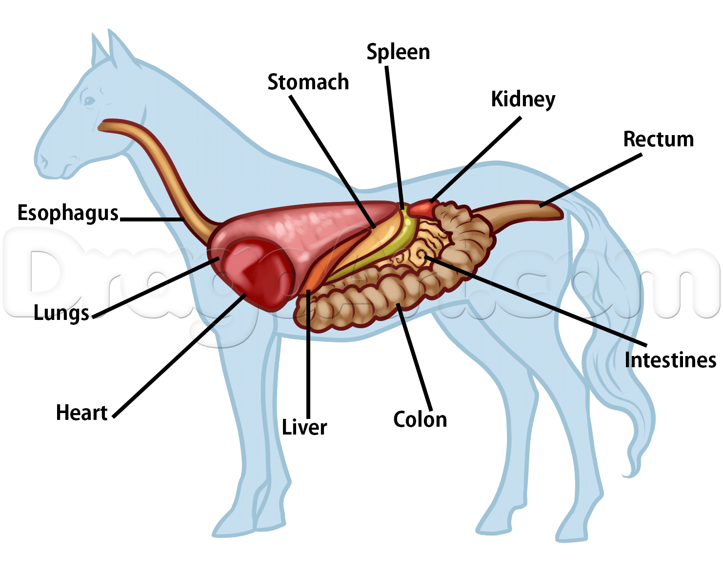 1482x1177 Digestive System Of A Horse Diagram Anatomy Of Horse Heart Drawing