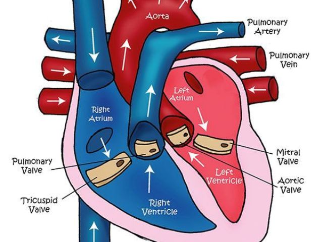640x480 Drawing Of Heart Arteries Learn About The Heart Video And Diagram