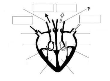 366x270 Heart Diagram Exam