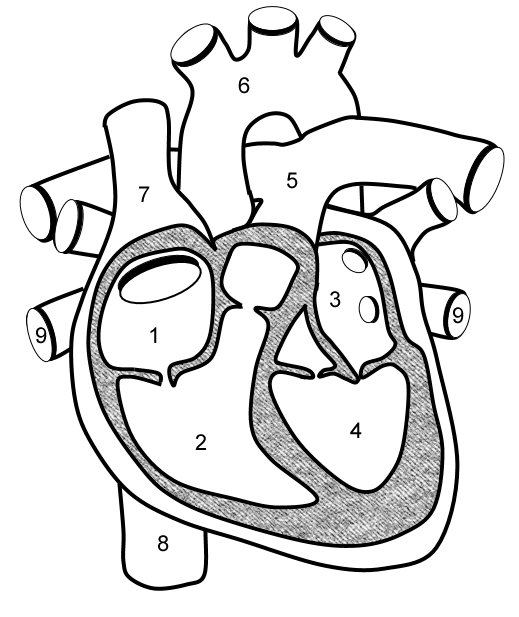 519x617 Heart Worksheet