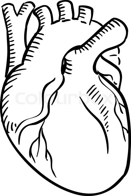 533x800 Huge Collection Of 'heart Organ Drawing' Download More Than