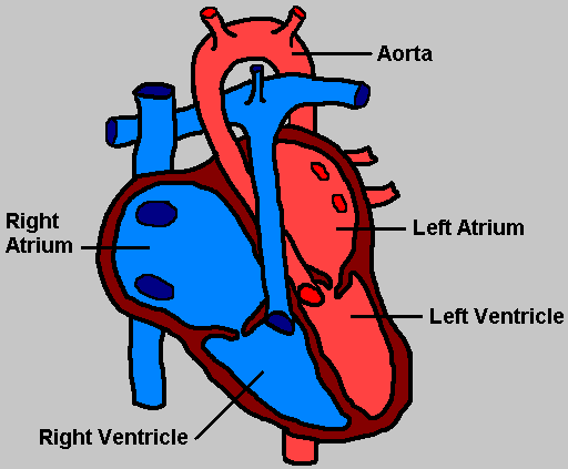512x423 Bgthuman Heart Diagramltgt