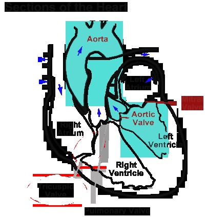 404x423 Colored Heart Diagram Elegant Best Ideas About Human Heart