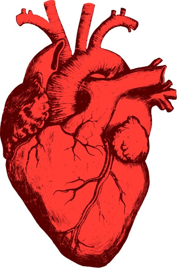 600x905 New Method Developed For Diagnosing Coronary Heart Disease