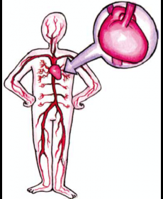 230x280 Winter Newsletter Heart Disease And Stroke Dds Safetynet