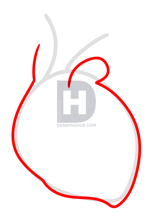 525x720 Drawing A Human Heart For Kids, Step