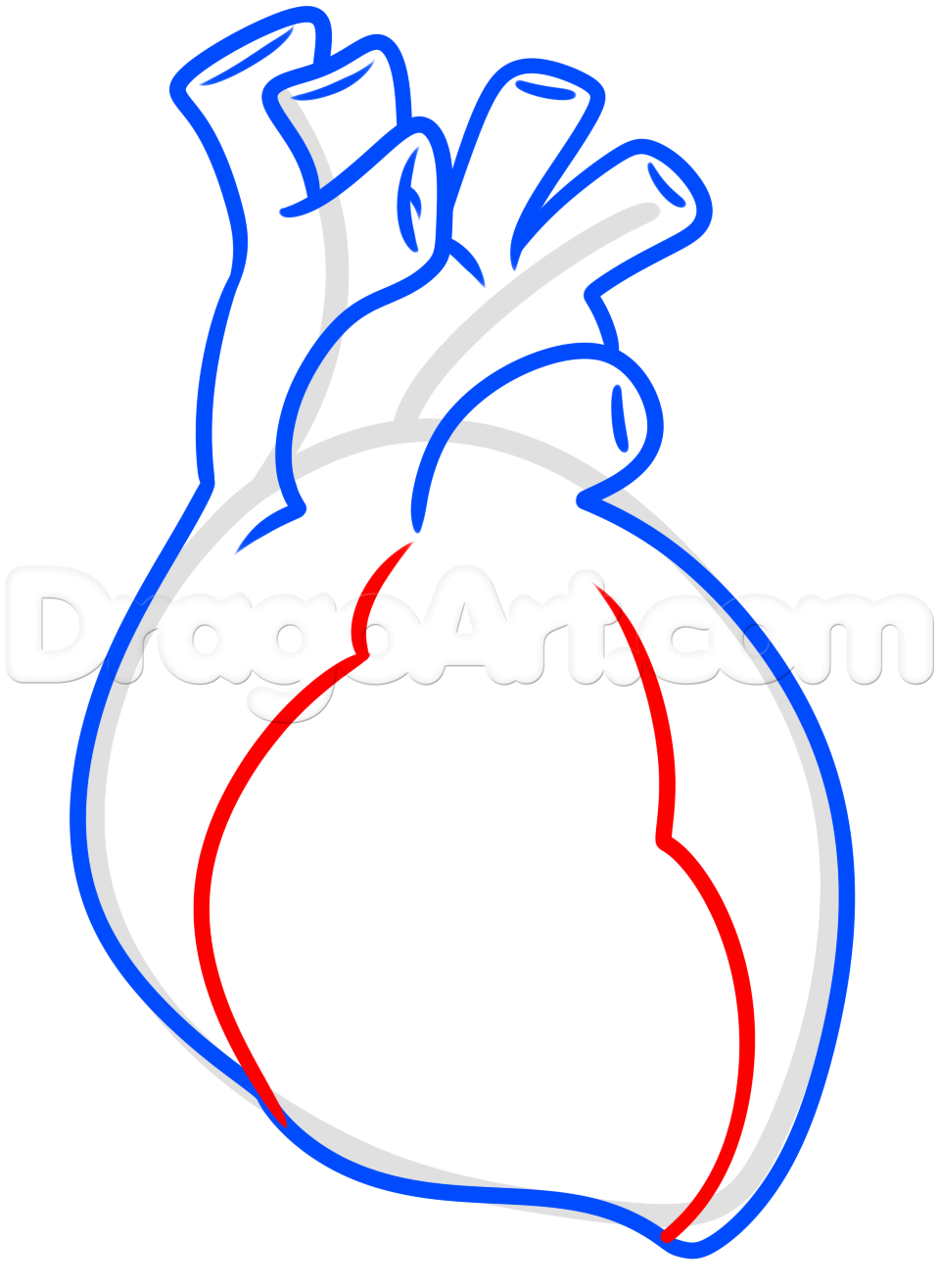 959x1315 Drawing A Human Heart For Kids Step Kids Stuff Heart