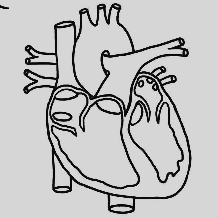 736x736 Clip Art Best Ideas About Human Heart Drawing Hyntafe
