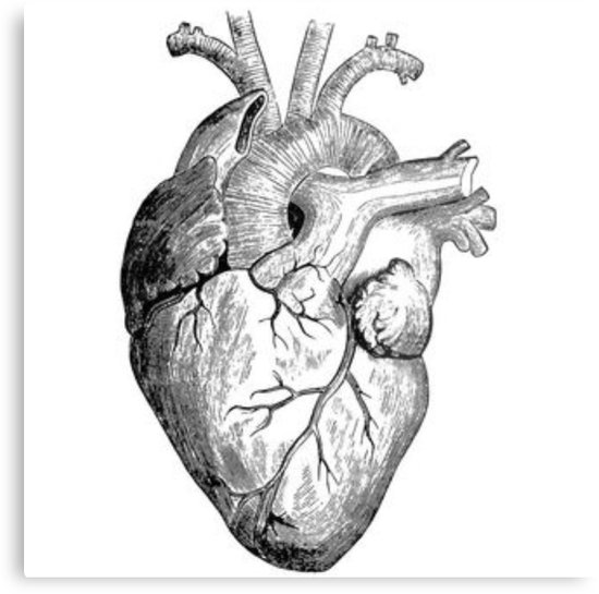 550x545 Huge Collection Of 'pictures Of Heart Drawing' Download More Than