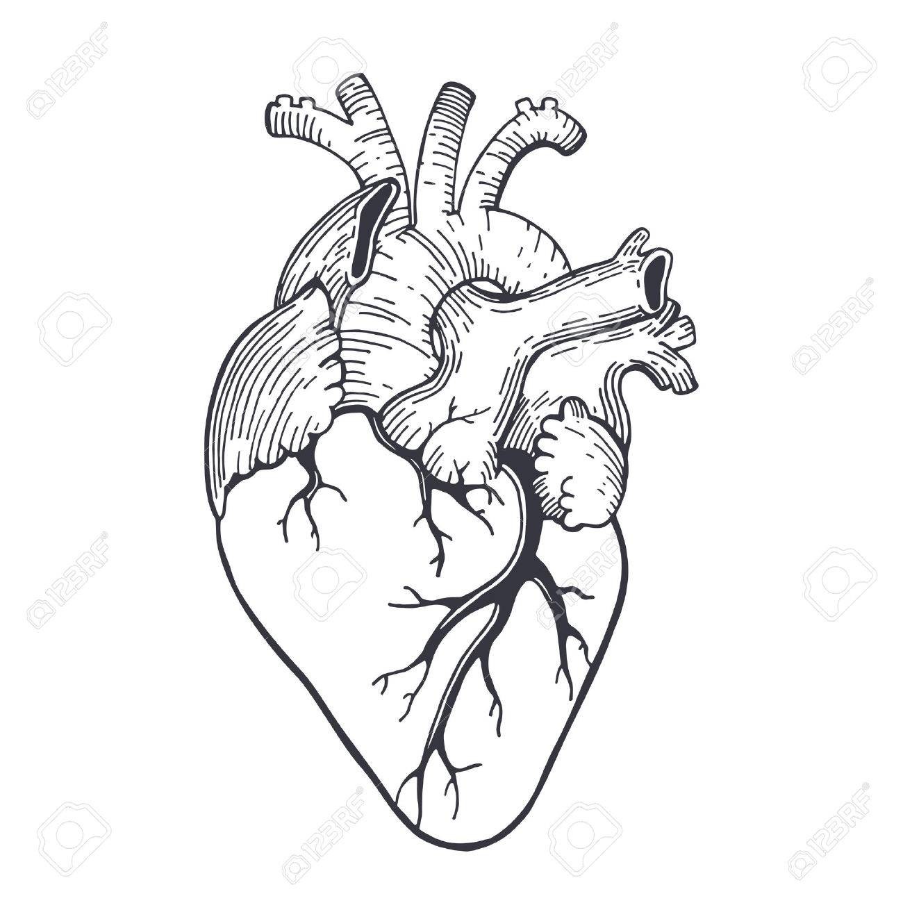 1300x1300 Vector Realistic Anatomical Heart Drawing
