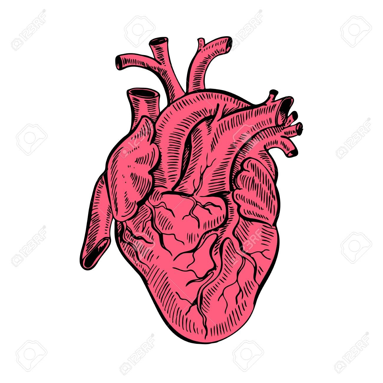 1300x1300 Hand Drawing Sketch Anatomical Heart Cartoon Style Vector