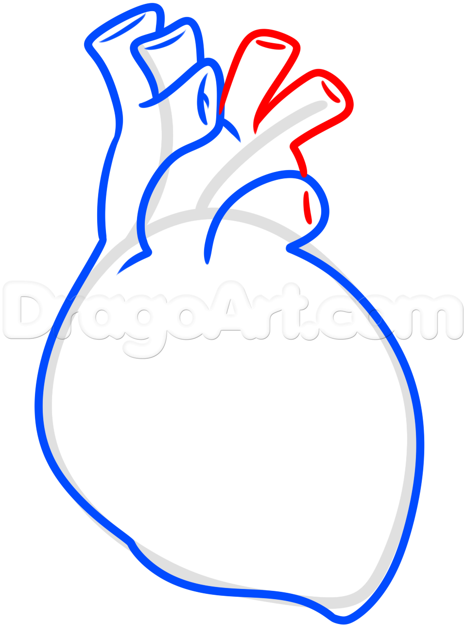 959x1315 Drawing A Human Heart For Kids, Step