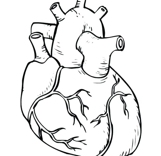 620x600 Human Heart Coloring