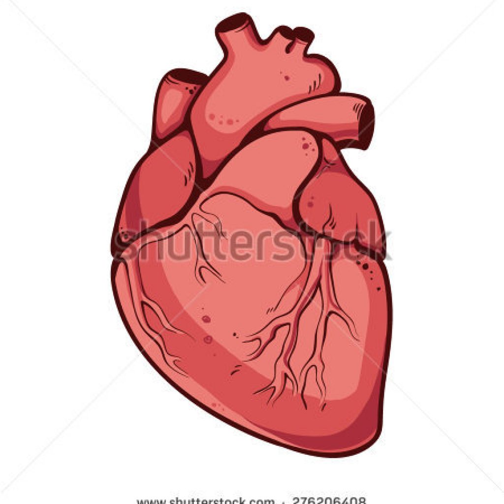 1024x1024 Real Heart Images Bee Clipart House Clipart Online Download
