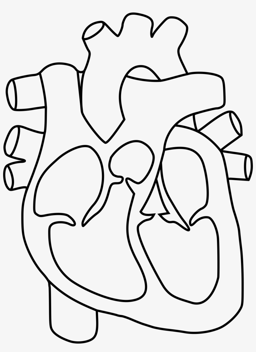 820x1127 Real Human Heart Drawing At Getdrawings