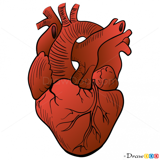 665x665 Real Heart Drawing Png Png Image
