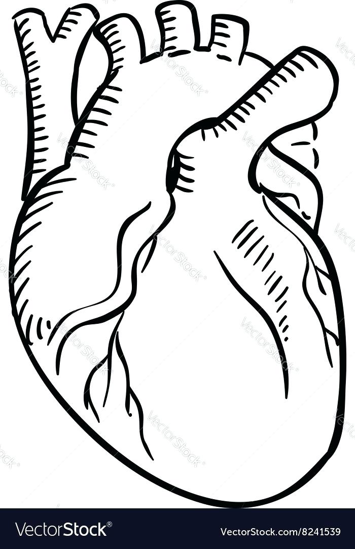 700x1080 anatomical heart outline isolated human heart outline sketch