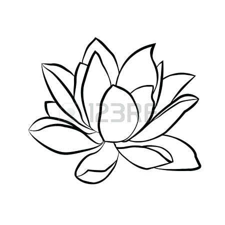 450x450 lotus flower sketch is this your first heart lotus flower sketch
