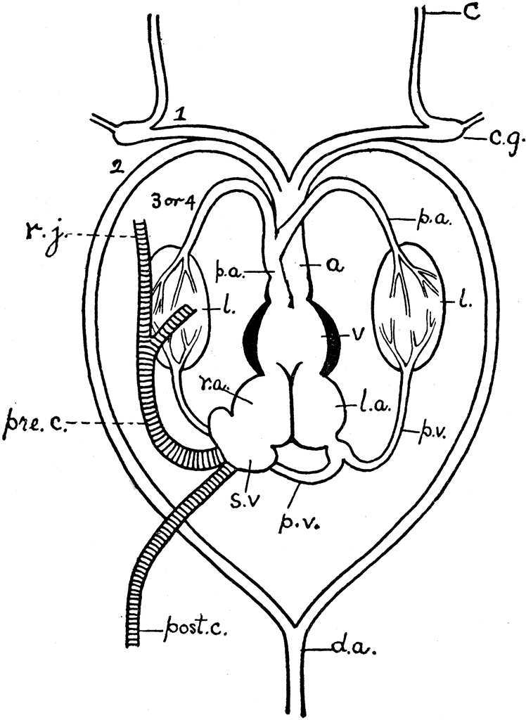 748x1024 frog heart line drawings frog heart, heart diagram, heart