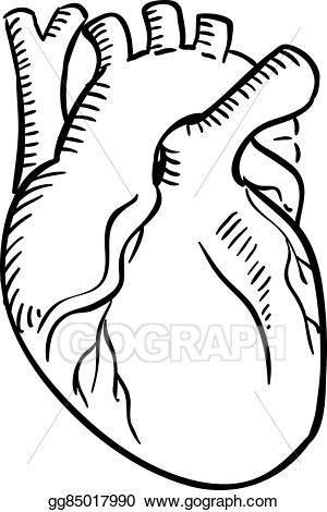 300x470 Huge Collection Of 'anatomical Heart Drawing Outline' Download