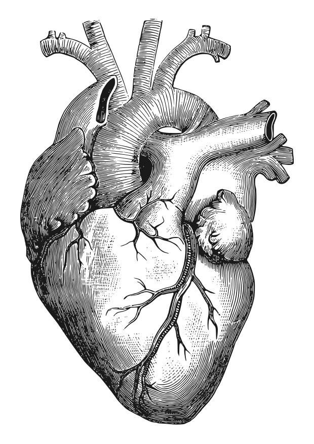 Heart Organ Drawing