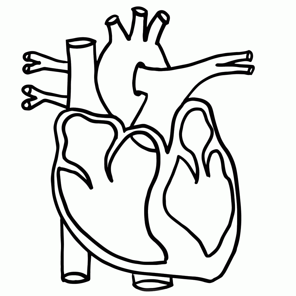 1000x1000 Human Heart Clipart Black And White Png