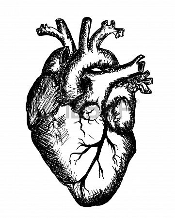 361x450 Stock Photo In Artsy Anatomical Heart, Heart Organ, Heart