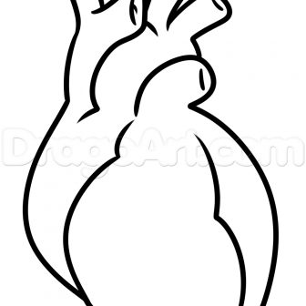 336x336 Anatomical Heart Drawing Flowers Simple Outline With Color Vector
