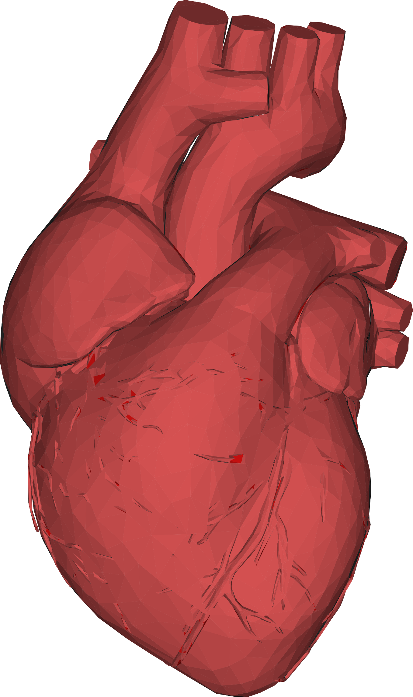 1358x2292 Huge Collection Of 'heart Anatomy Clipart' Download More Than