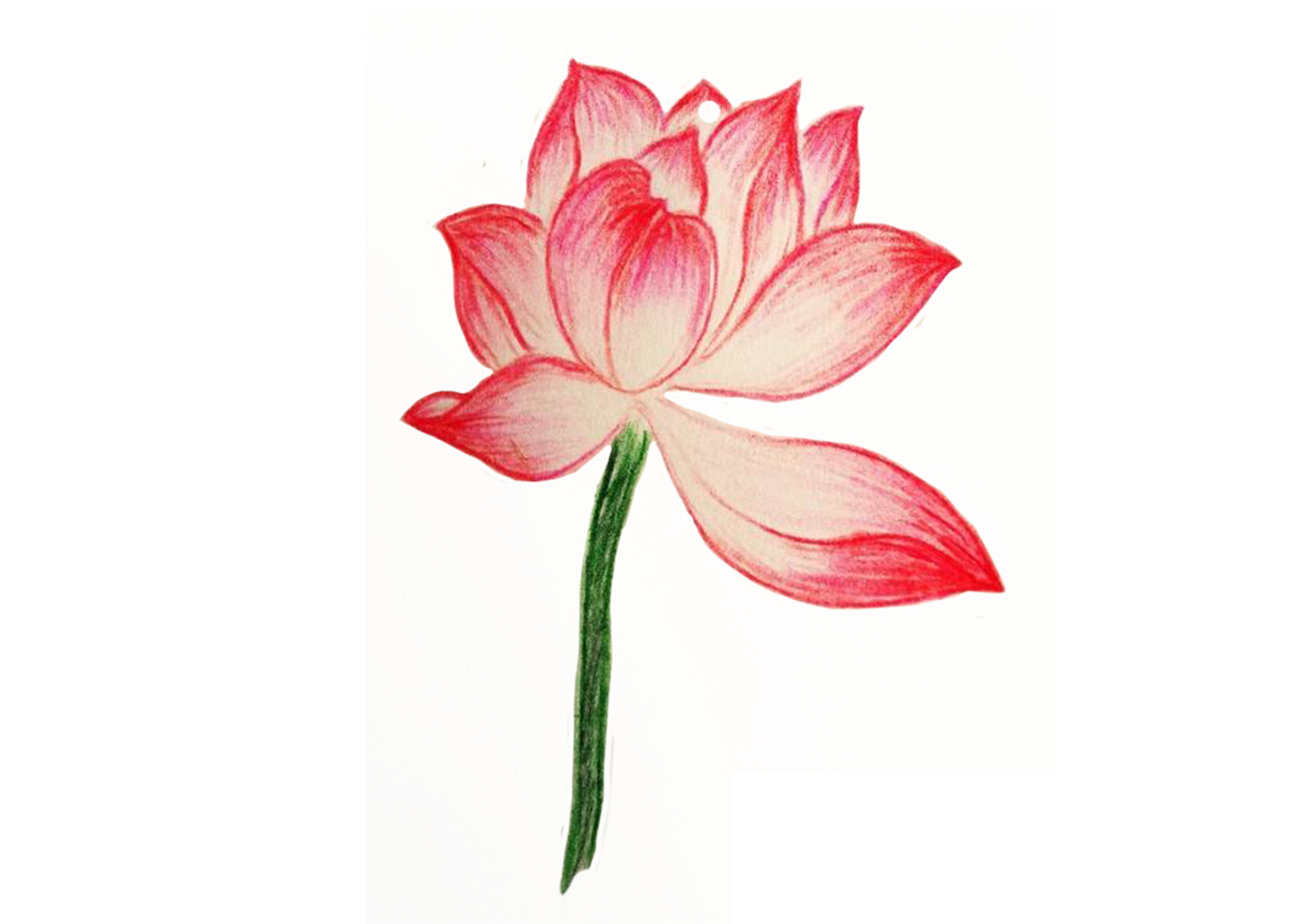 3508x2480 Collection Of Free Flower Drawing Color Pencil Download On Ui Ex