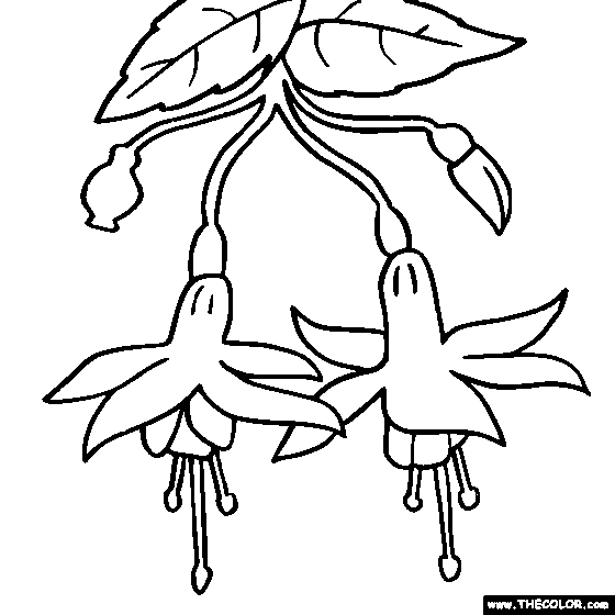 560x560 Flower Coloring Pages Color Flowers Online