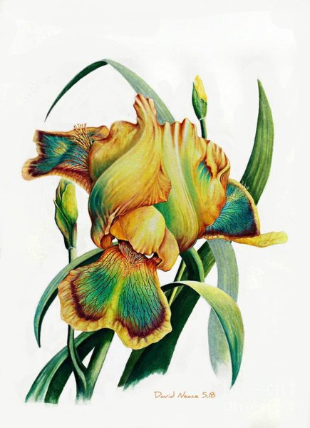 435x600 Realistic Flower Drawings Fine Art America
